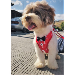 Mirando a los demas perros callejeros