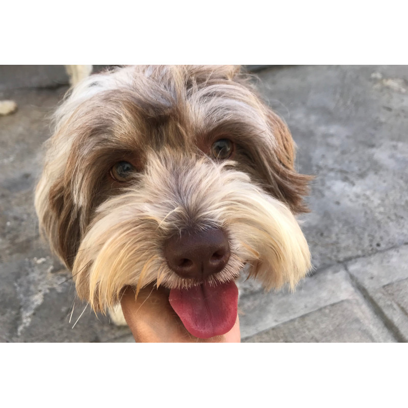 Sonriente este perrito